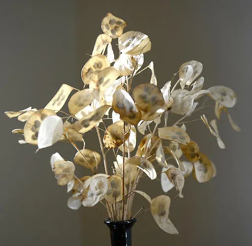 Lägenhet Bellavista Alquézar